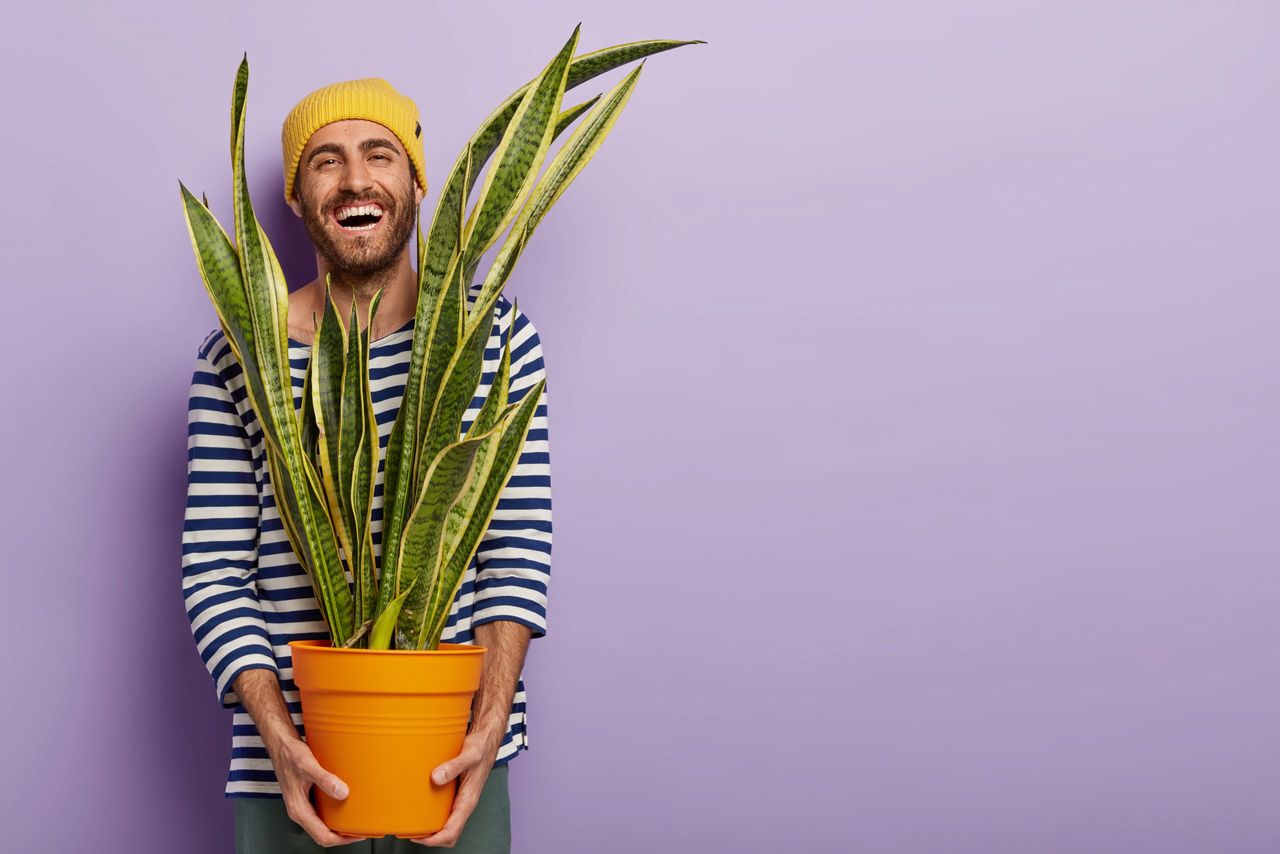 Joyous optimistic guy carries pot with indoor plant, laughs happily, wears striped sailor jumper, going to present flower to mother, isolated on violet background, free space for your advertisement