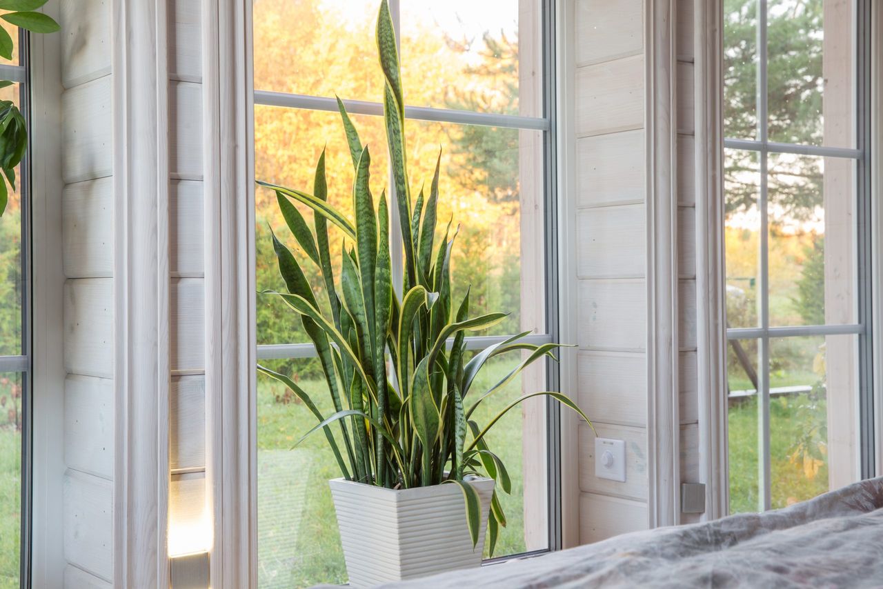 Bright interior of the room in wooden house with a large window overlooking the autumn courtyard. Home and garden, fall concept. Plant Sansevieria trifasciata