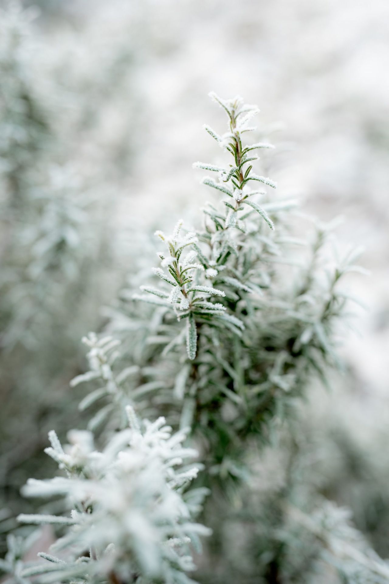 Rośliny odporne na mróz, fot. Unsplash