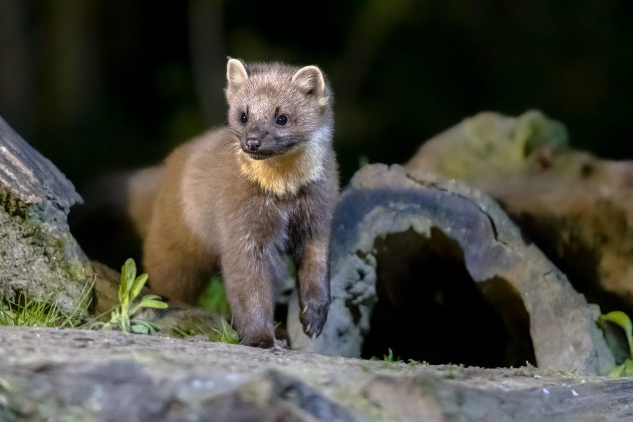 Sposoby na pozbycie się kuny z domu. Fot. Freepik.com