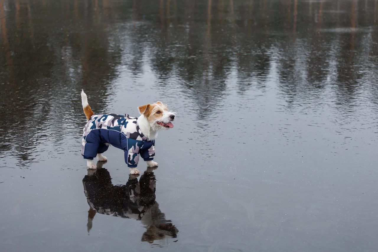 Jack Russell Terrier stands on the ice of a lake in a winter forest. A dog in a blue warm down jacket on a background of green pine trees. The animal is reflected in the frozen water.