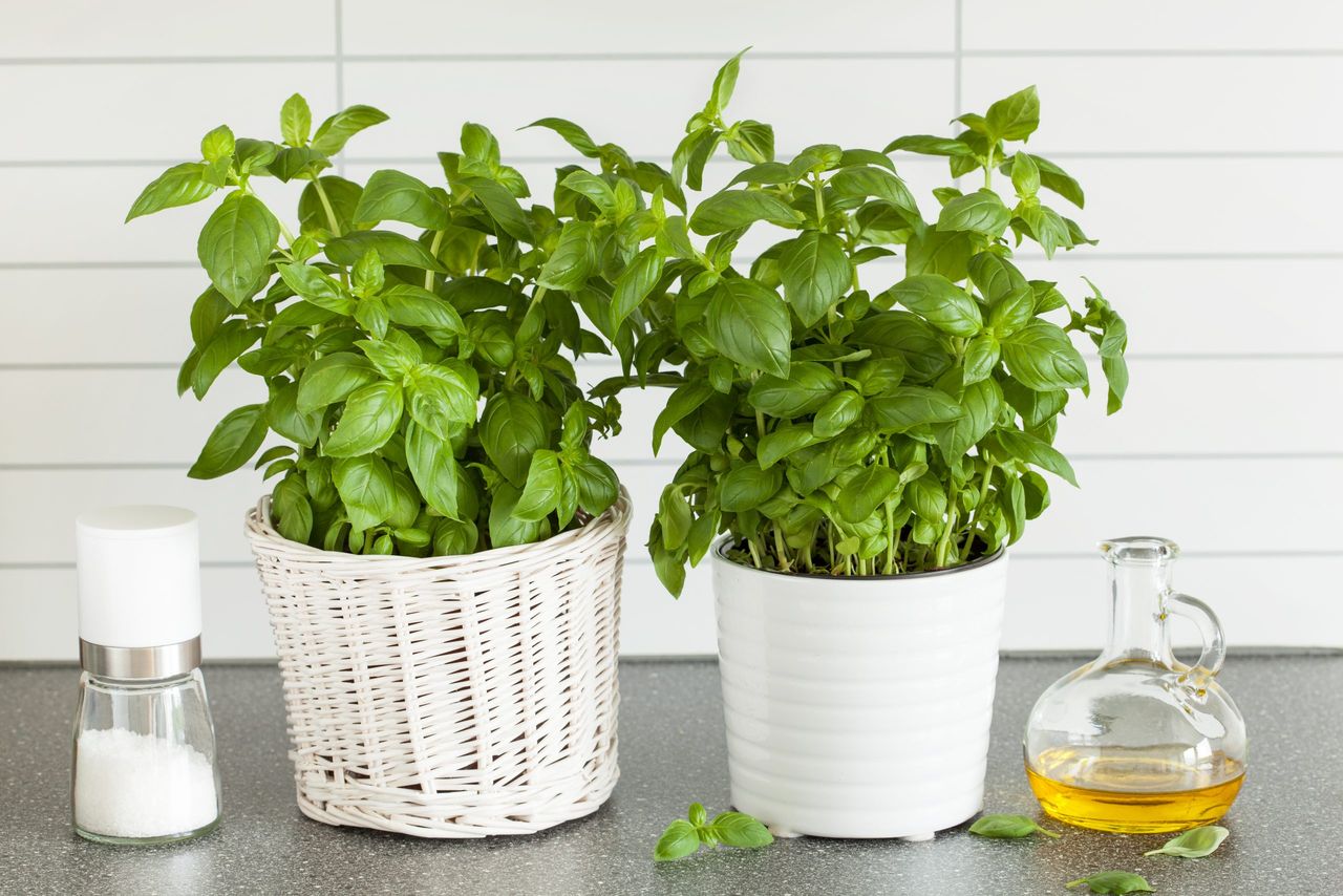 fresh basil herb in pot olive oil kitchen