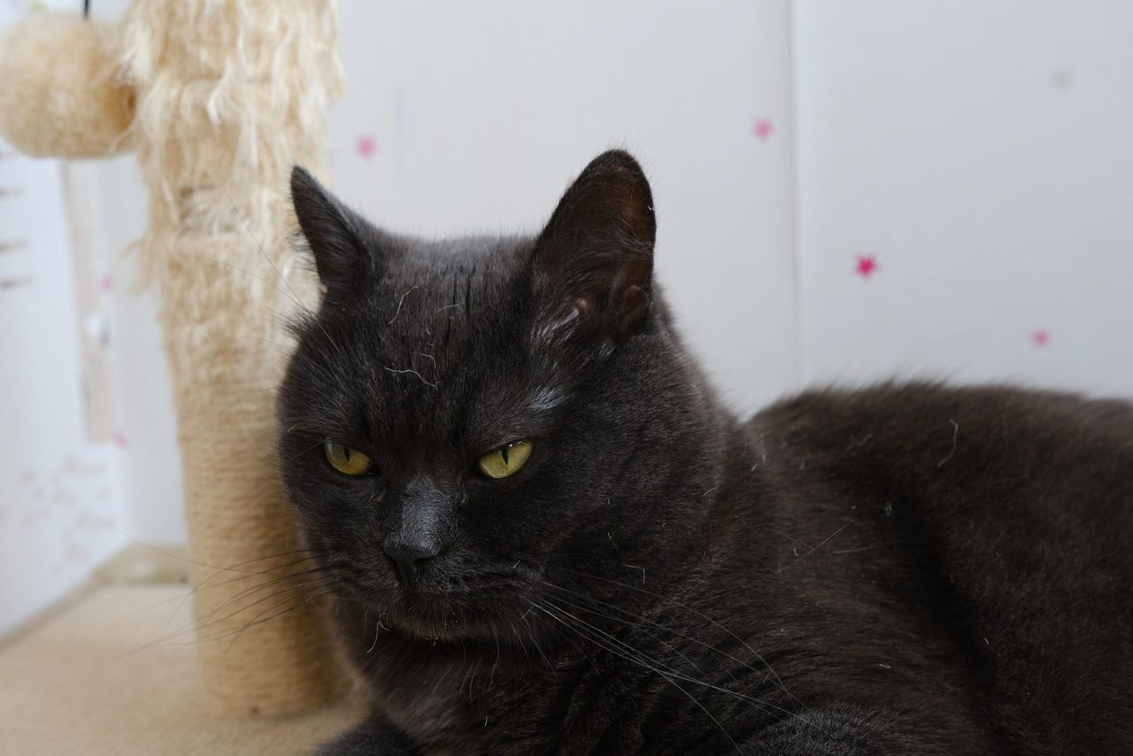 gray shorthair british cat with biege rope post with ball.