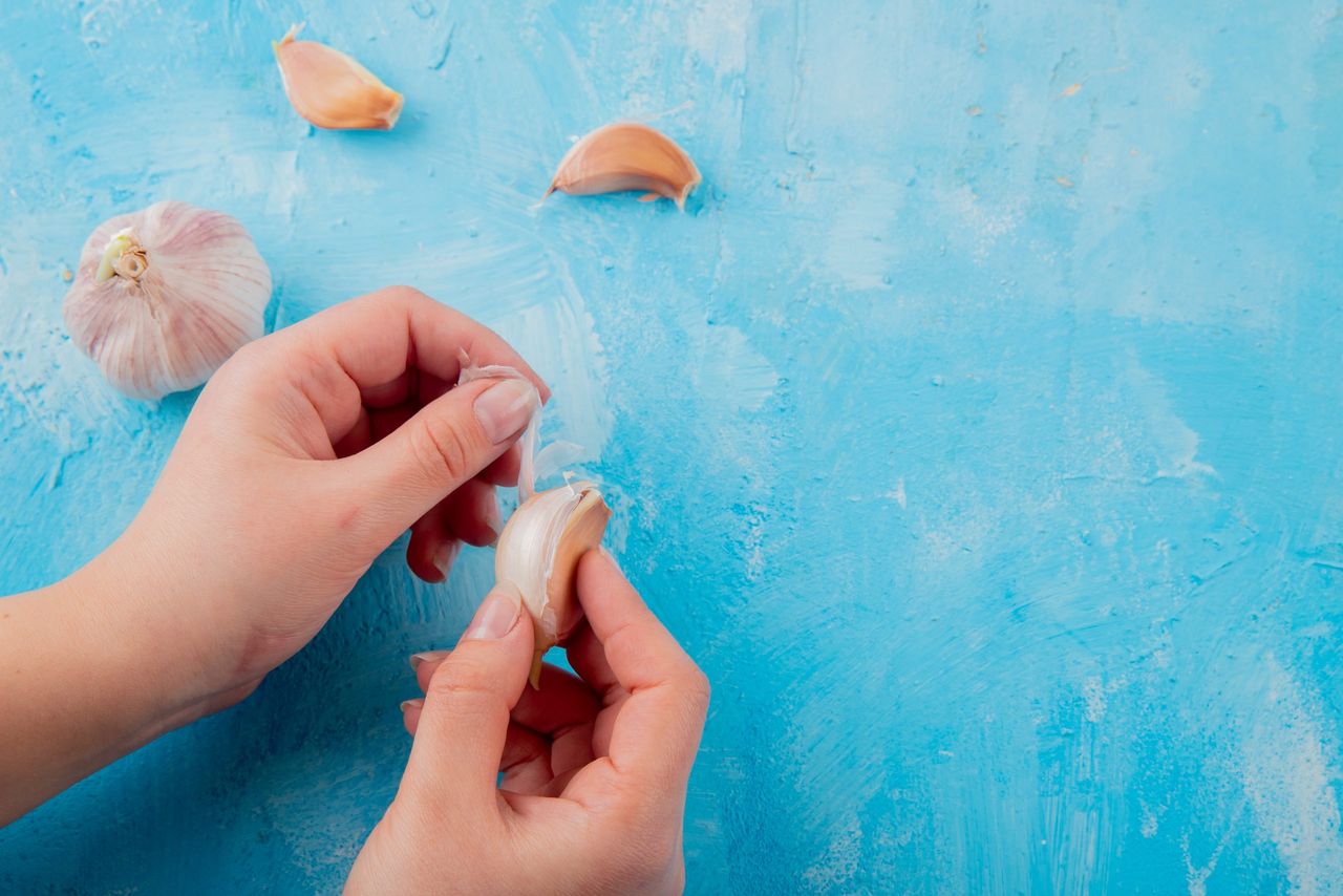 close-up view of woman hand peeling garlic clove with garlic bulb on blue background with copy space