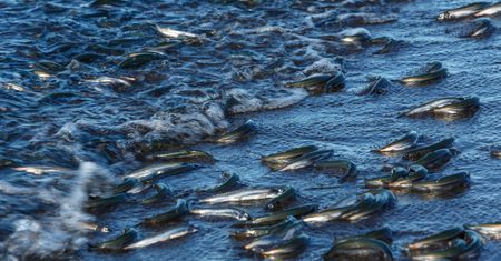 Głogów: 600 kg śniętych ryb wyłowionych z Odry – trwa dochodzenie