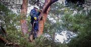 W pilskich lasach arboryści zbierają szyszki