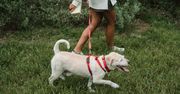 Dogtrekking Wuchta Łap, czyli pierwszy w Poznaniu bieg na orientację z czworonogami
