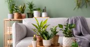 5 roślin doniczkowych, które oczyszczają powietrze z dymu papierosowego