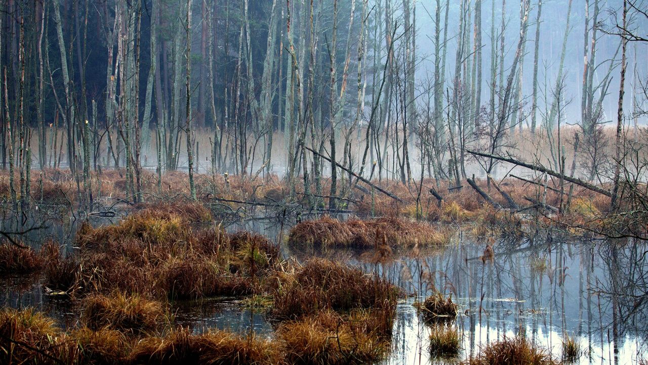 Światowy Dzień Mokradeł