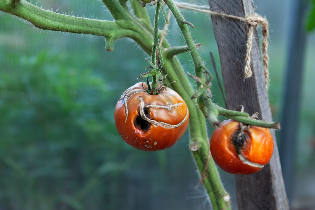 Pomidory nie łapią zarazy, od kiedy pryskam je tą domową miksturą. Od lat nie miałam takich zbiorów