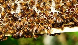 Rozpoczął się sezon na kradzieże... pszczół. Giną nawet całe pasieki