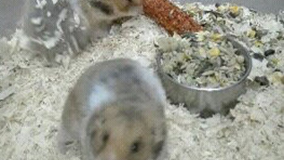 Warszawa. Uratowane przez policjanta chomiki.