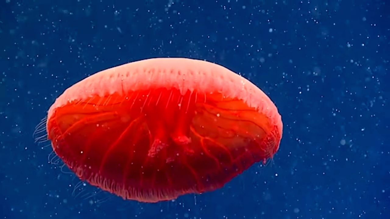 Niesamowita meduza odkryta w głębinach oceanu. Naukowcy nie znali tego gatunku