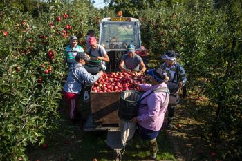 Szukają Polaków do zbierania owoców. Oto ile płacą za granicą