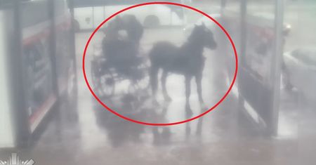 "Jesteśmy głęboko oburzeni". Myli konia na myjni, jest reakcja