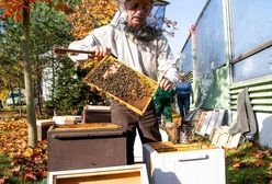 Warszawa. A w zajezdniach brzęczy. Miejskie pasieki SKM i Metra Warszawskiego