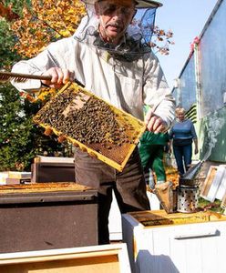 Warszawa. A w zajezdniach brzęczy. Miejskie pasieki SKM i Metra Warszawskiego