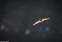 Nietoperz ze wścieklizną ugryzł 11-latka. Alert w Suwałkach
