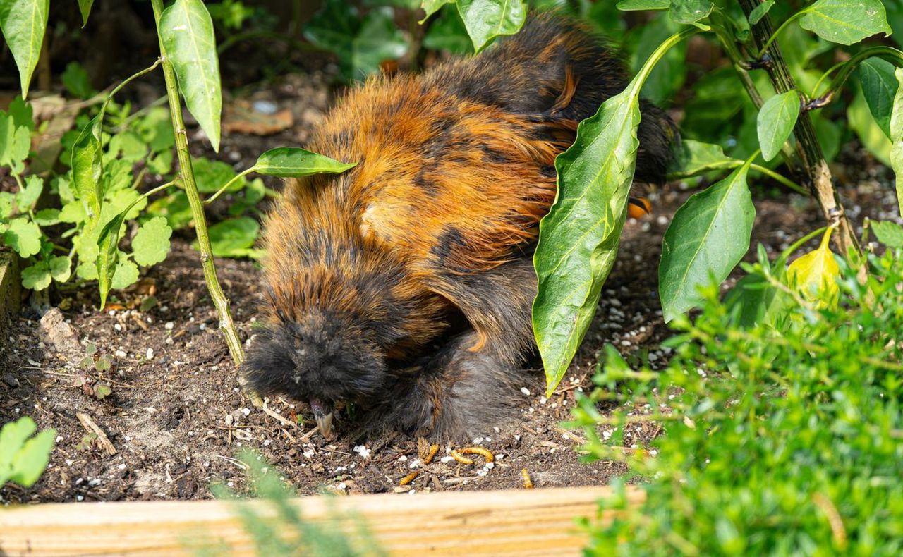 Kury jedwabiste pomogą zwalczyć szkodniki