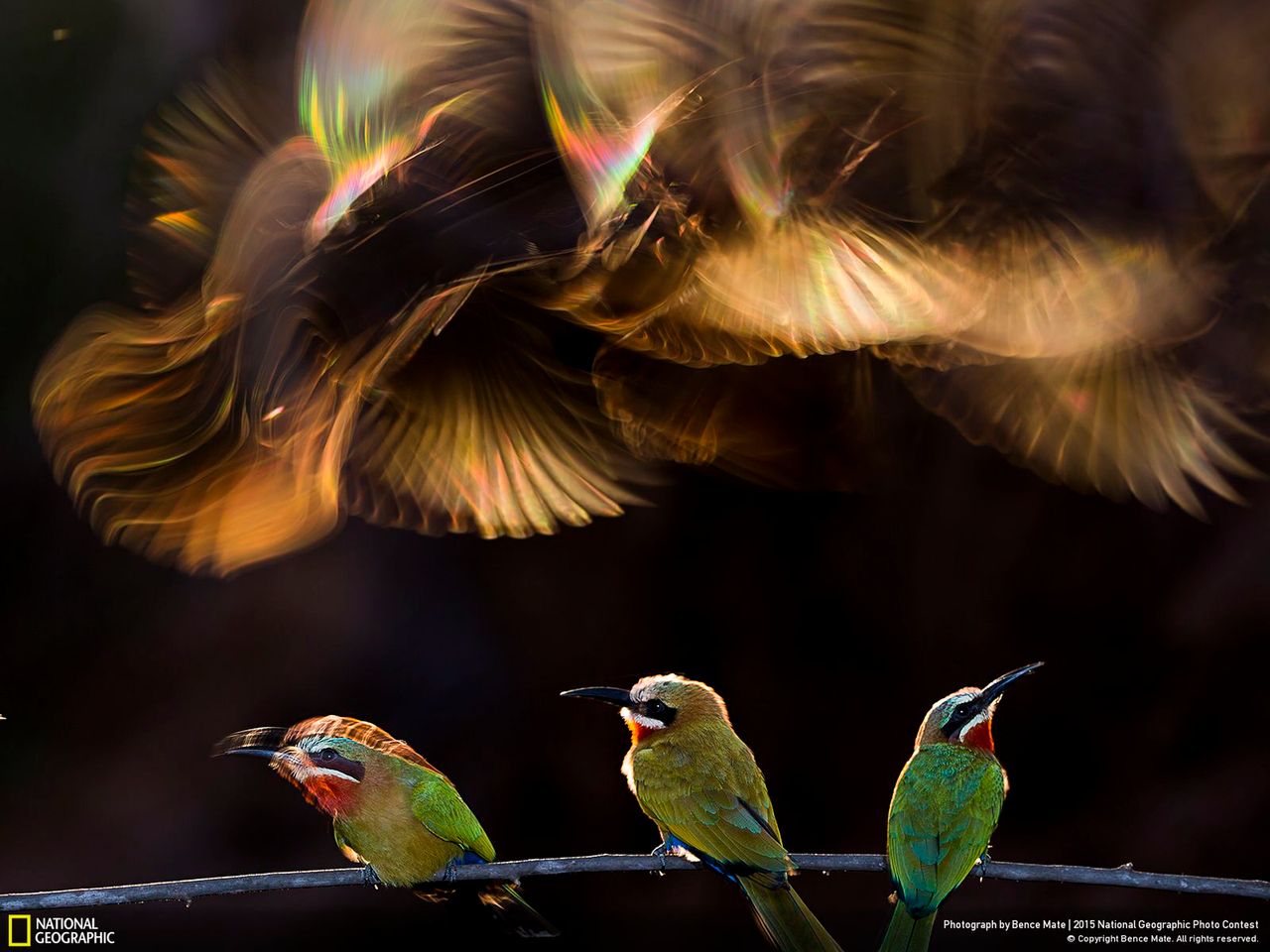 „Colorful Chaos” autorstwa Bence Mate przedstawia ptaki, które zgromadziły się na gałęzi tuż przed odlotem do swoich dziupli, które wydrążyły w piaskowcu. Ujęcie tego momentu zajęło fotografowi 18 dni, ponieważ ta chwila każdego dnia trwała tylko około 5-10 minut. 90% prób było nieudanych, ale pewnego dnia w końcu Południowa Afryka pozwoliła fotografowi na uwiecznienie tego rytuału.