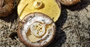 Czy można jeść robaczywe grzyby? Specjalistka rozwiewa wszystkie wątpliwości