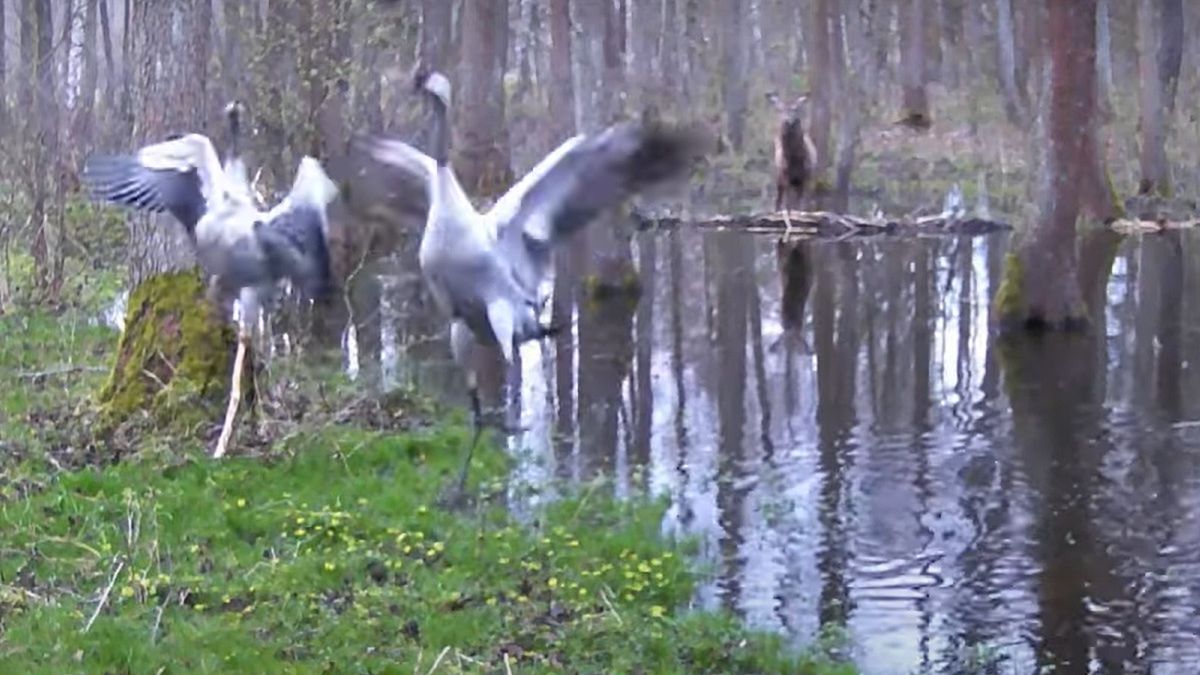 Youtuberowi udało się uchwycić niezwykłą scenę w lesie