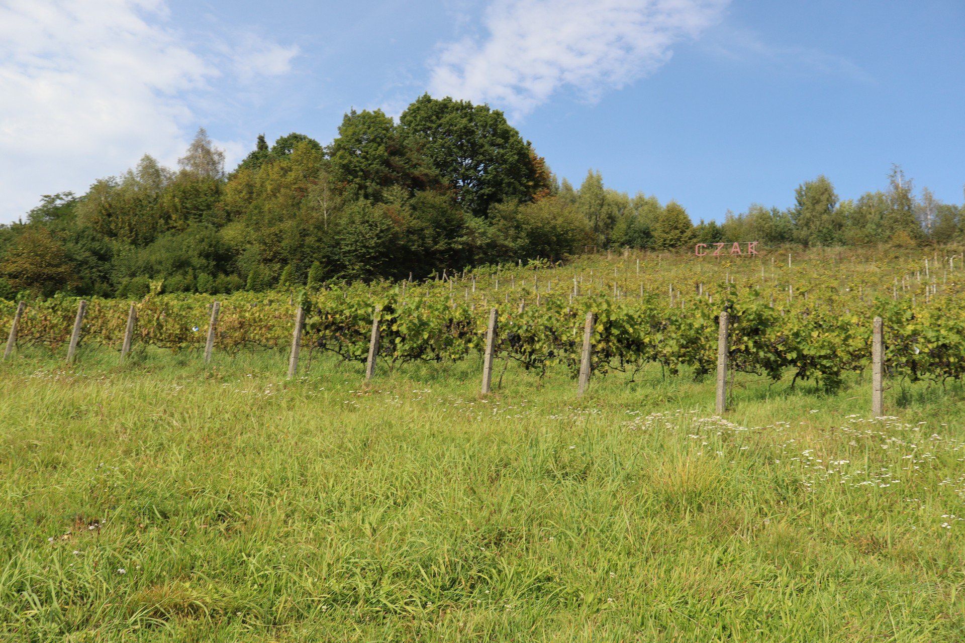 Winnica Czak w Regulicach