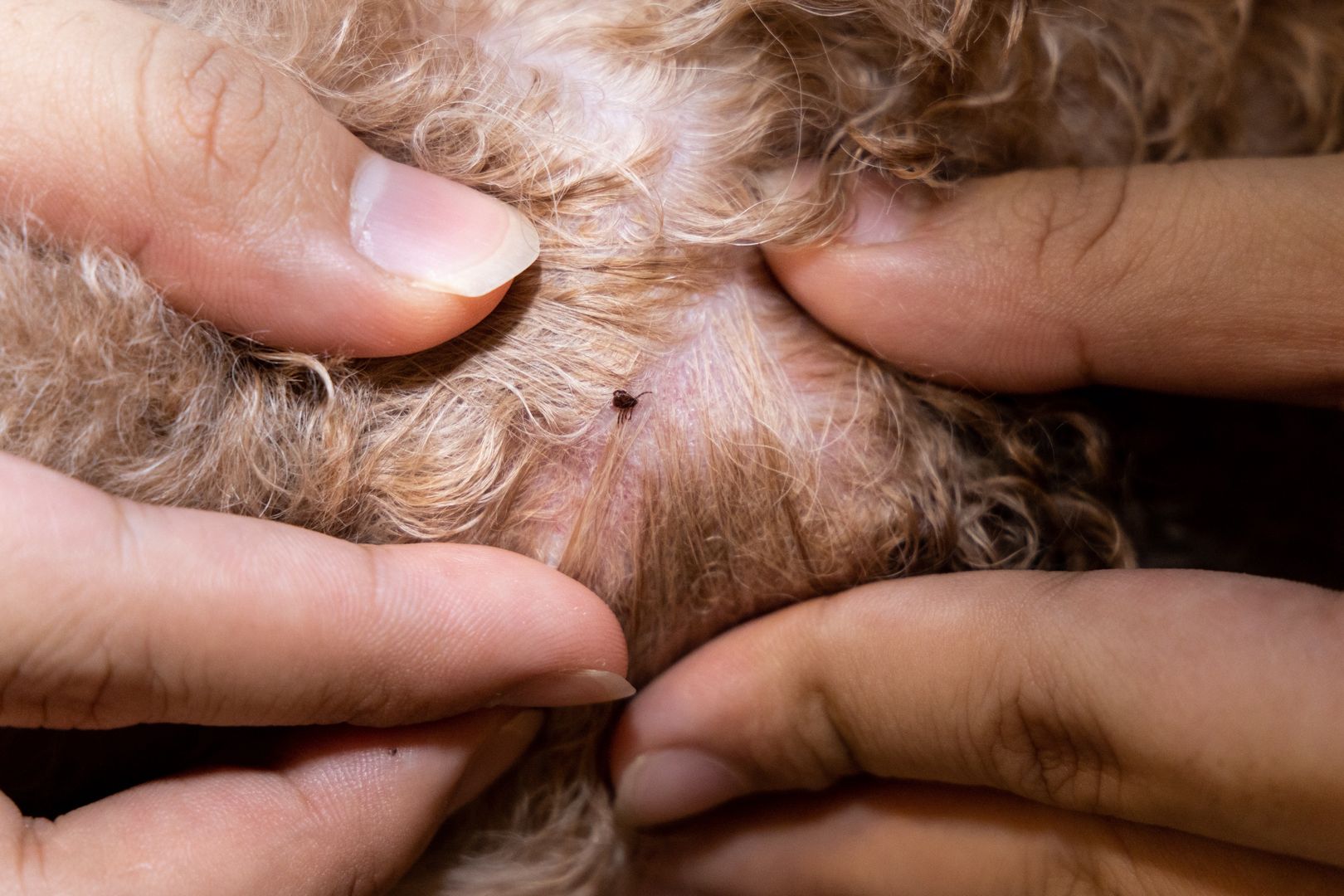Close-up of blood sucking flea tick found on pet dog body after shower
THAM KEE CHUAN
animal, bath, blood, brown, canine, cleaning, close-up, closeup, danger, disease, dog, flea, fur, hair, health, hound, insect, leech, macro, medical, mite, nature, parasite, pet, pup, puppy, skin, tick, ticks