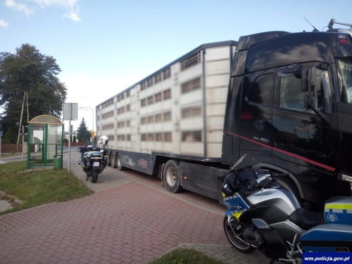 Wielki Łęck: Przewoził 160 świń. Miał dwa sądowe zakazy prowadzenia