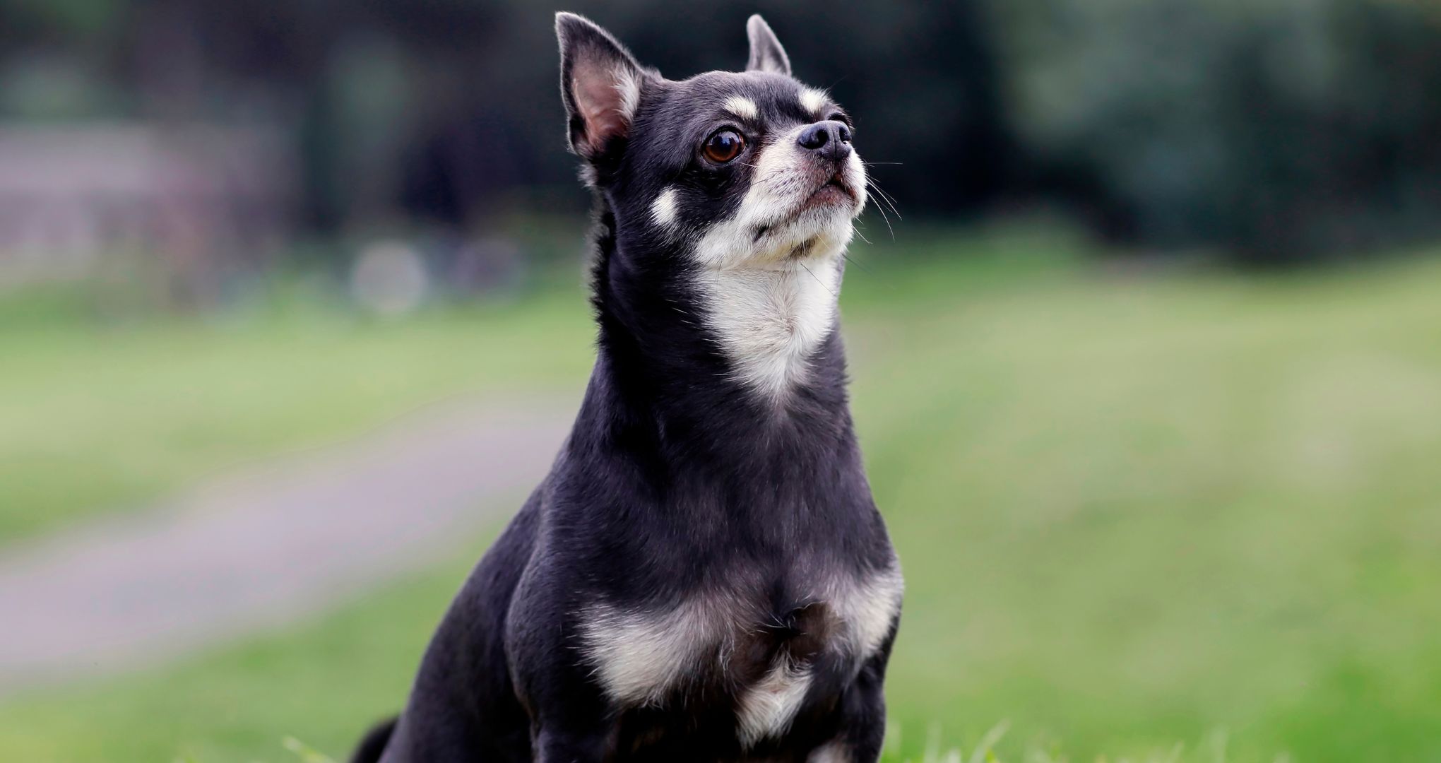 Czy dlatego chihuahua zachowuje się jak duży pies?