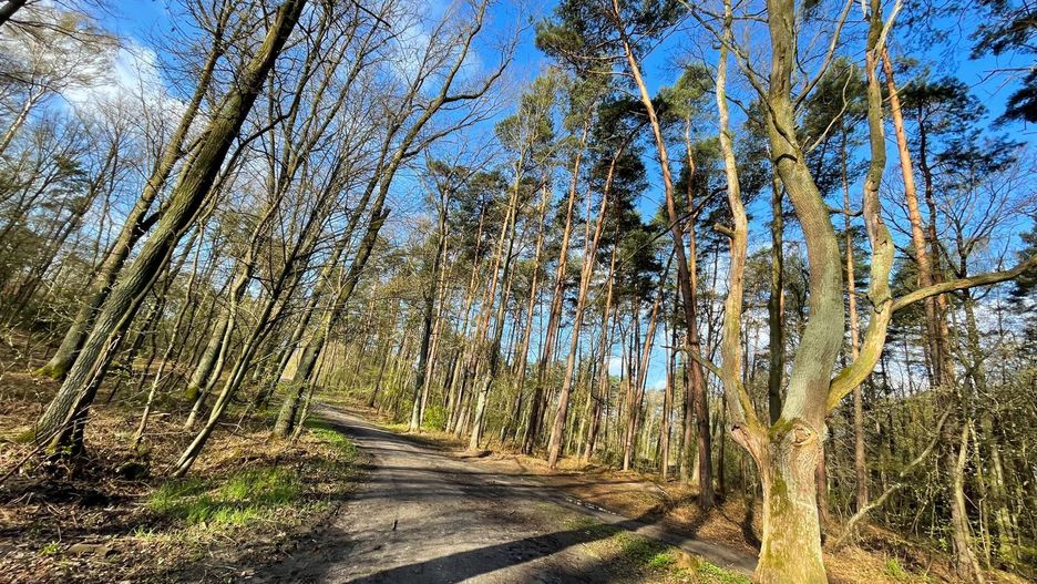 pogoda Wrocław las wiosna