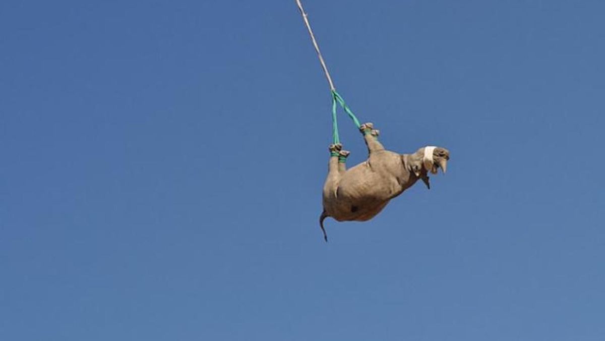 Nosorożca ważą od od ok. 800 kg nawet do 1,2 tony