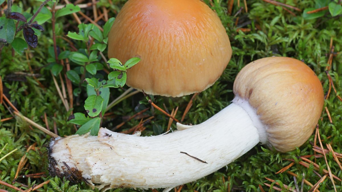 Zupa z płachetki zwyczajnej pełna leśnego aromatu