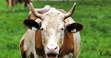 Krowa kopnęła rolnika. Lekarz otworzył jego brzuch i nie miał wyjścia