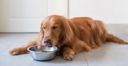 Pies nie chce jeść z miski? Powód może zaskoczyć