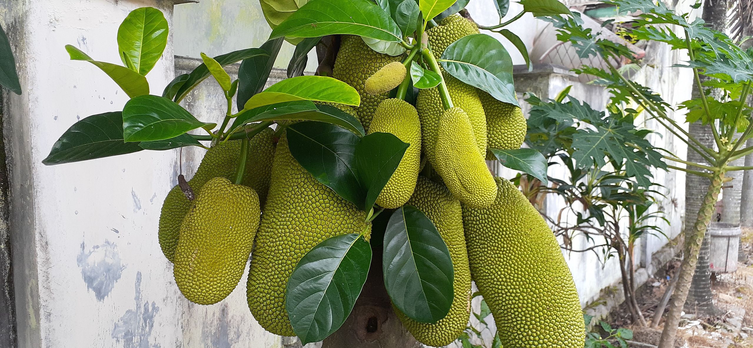 Jackfruit
