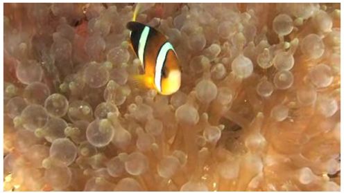 Podwodne spacery okiem Darka Sepioło 1