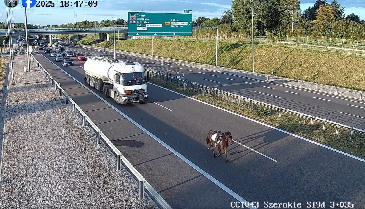Koń na drodze szybkiego ruchu – nietypowy uczestnik ekspresówki