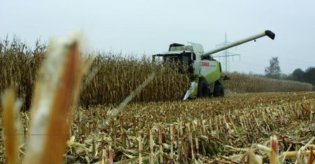 KE pokazała prognozy dla Polski. Kukurydza największym przegranym