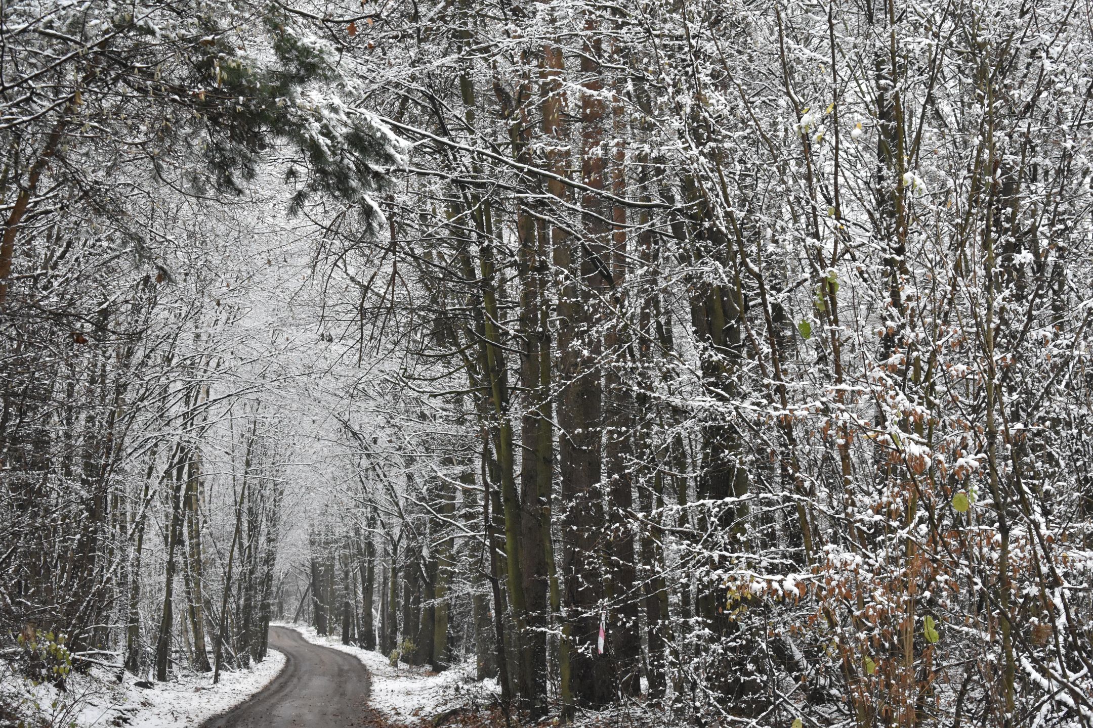 Nikon D3400 - test lustrzanki dla każdego 69