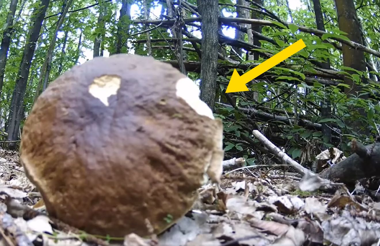 The mushrooms began to disappear from their favorite place.  The mushroom picker installed a camera – o2