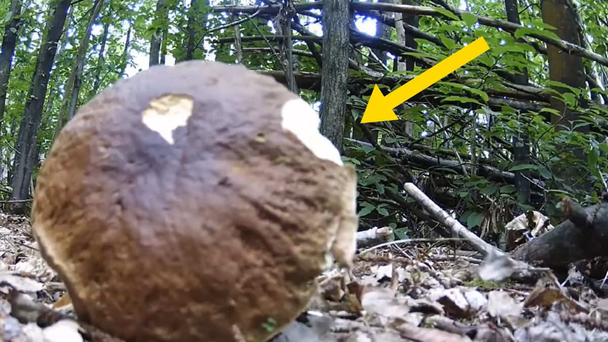 Złodziej ukrył się za grzybem 