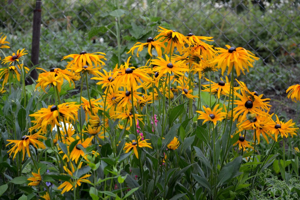 Rudbekia