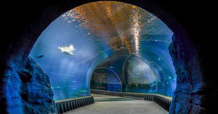 Wrocław. Prestiżowe wyróżnienie dla Afrykarium w ZOO. Inwestycja dziesięciolecia