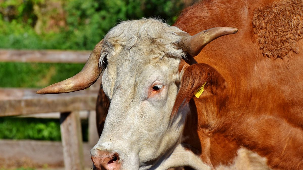 Byk śmiertelnie ranił rogiem 48-letniego gospodarza