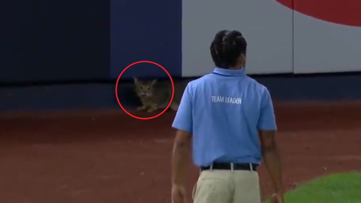 Kot przerwał mecz baseballa