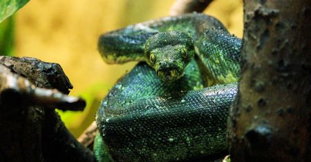 Nowy mieszkaniec płockiego ZOO - Pyton zielony!