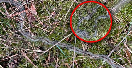 Leśnicy ostrzegają spacerowiczów. "Silne reakcje alergiczne"