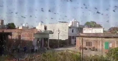 Atak szarańczy. Niczym biblijna plaga