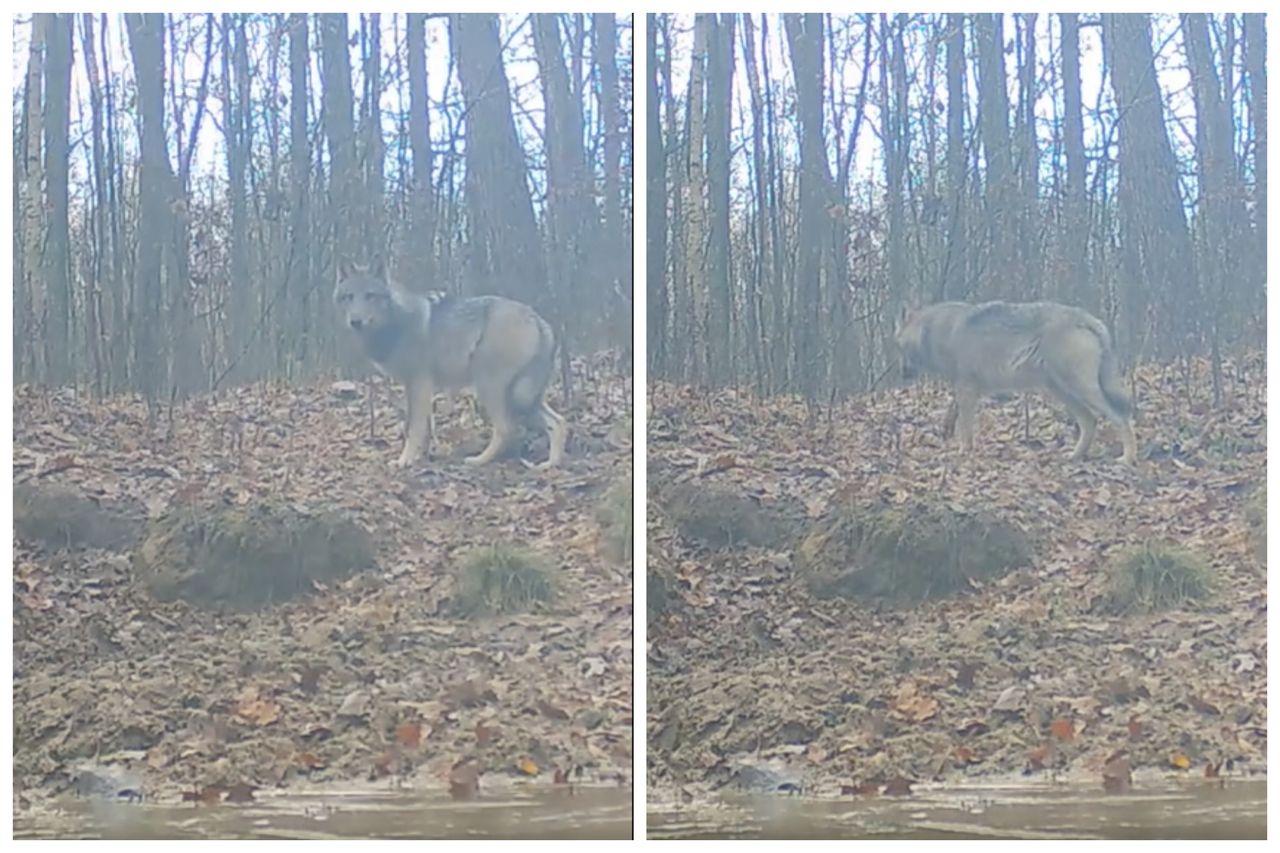 Leśne kamery nie kłamią. Pojawia się coraz częściej